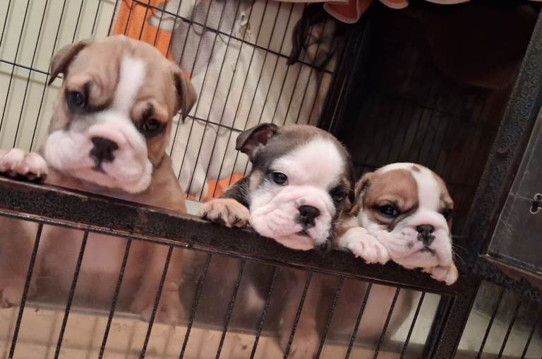  British Bulldog puppies 