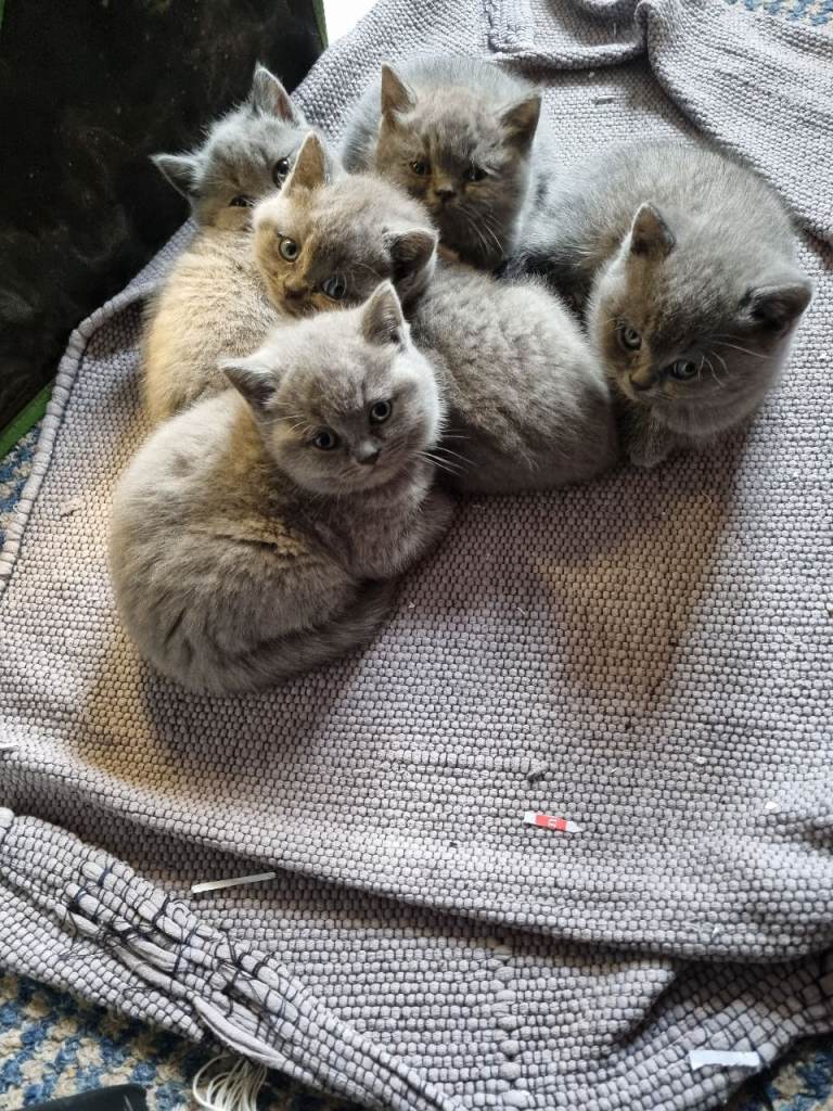 British Shorthair Kittens for Sale