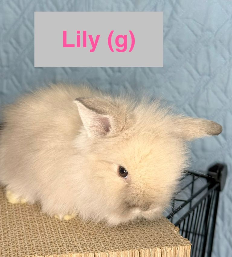 Double Maned Lionhead Babies 