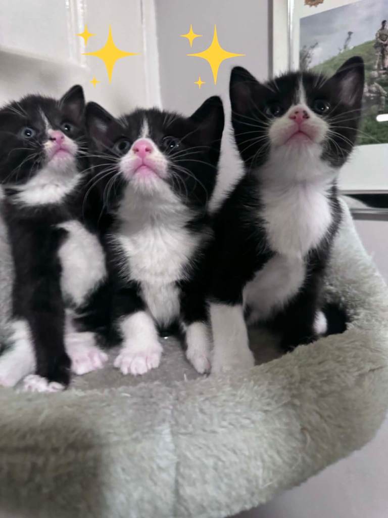 Tonkinese cross kittens 