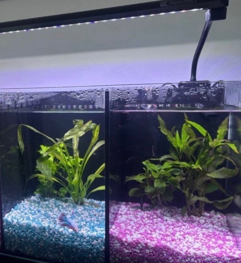 Aqua one Betta duo 20L complete setup in Excellent condition