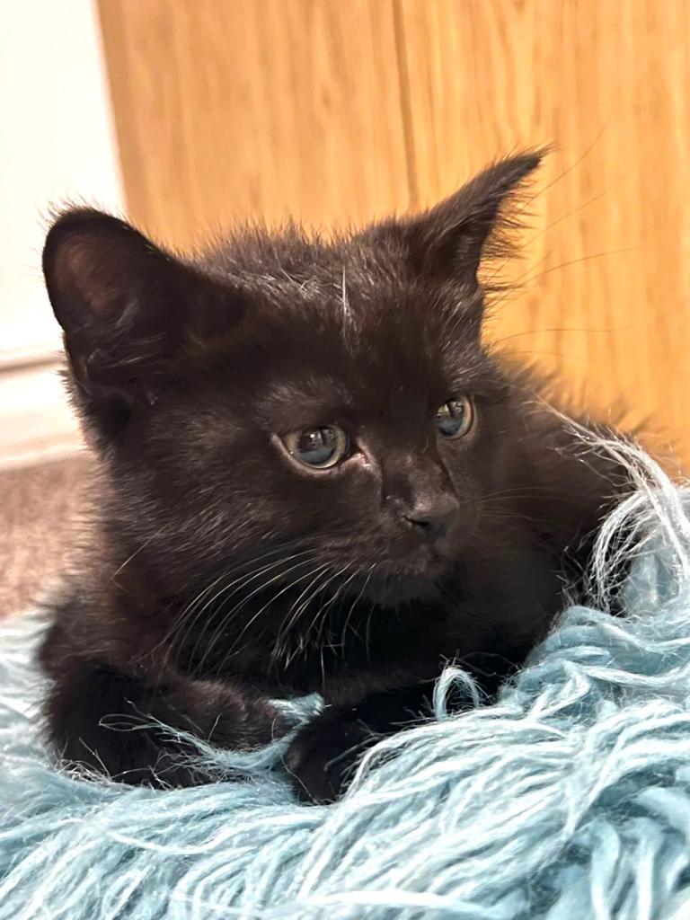 Kitten