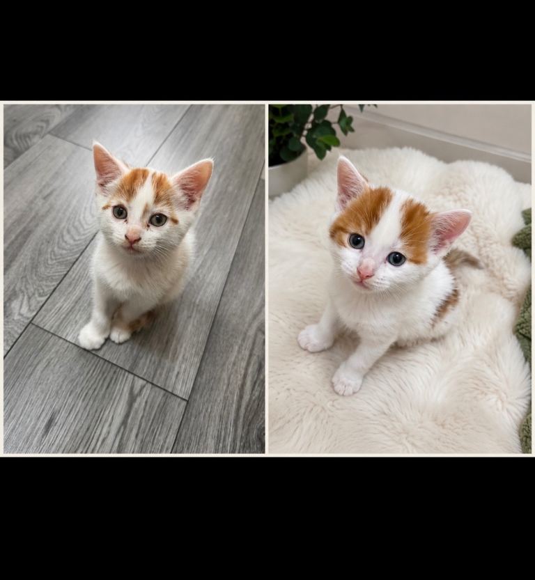 Male kittens 2 twins available 