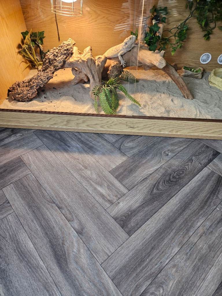 Bearded dragon with full setup for sale 