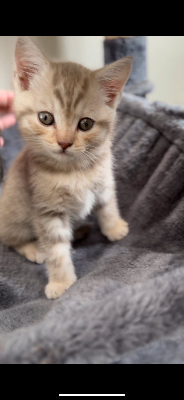 Lilac British shorthair kitten male 