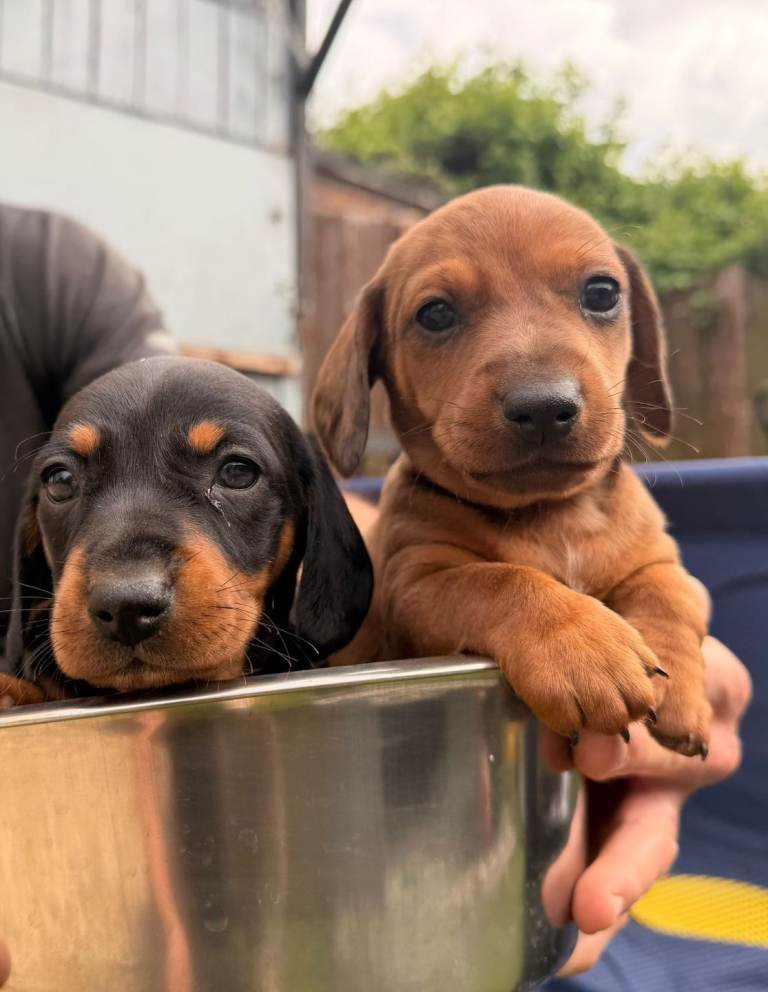 Minature dachshund puppies 
