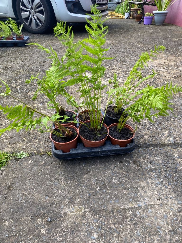 Tree fern mediums