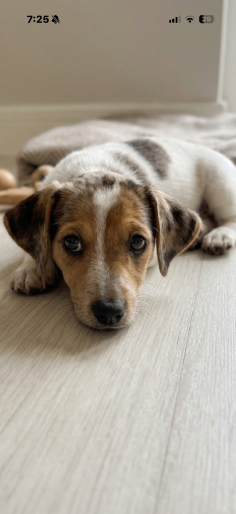  Jack Russell puppies ready to leave