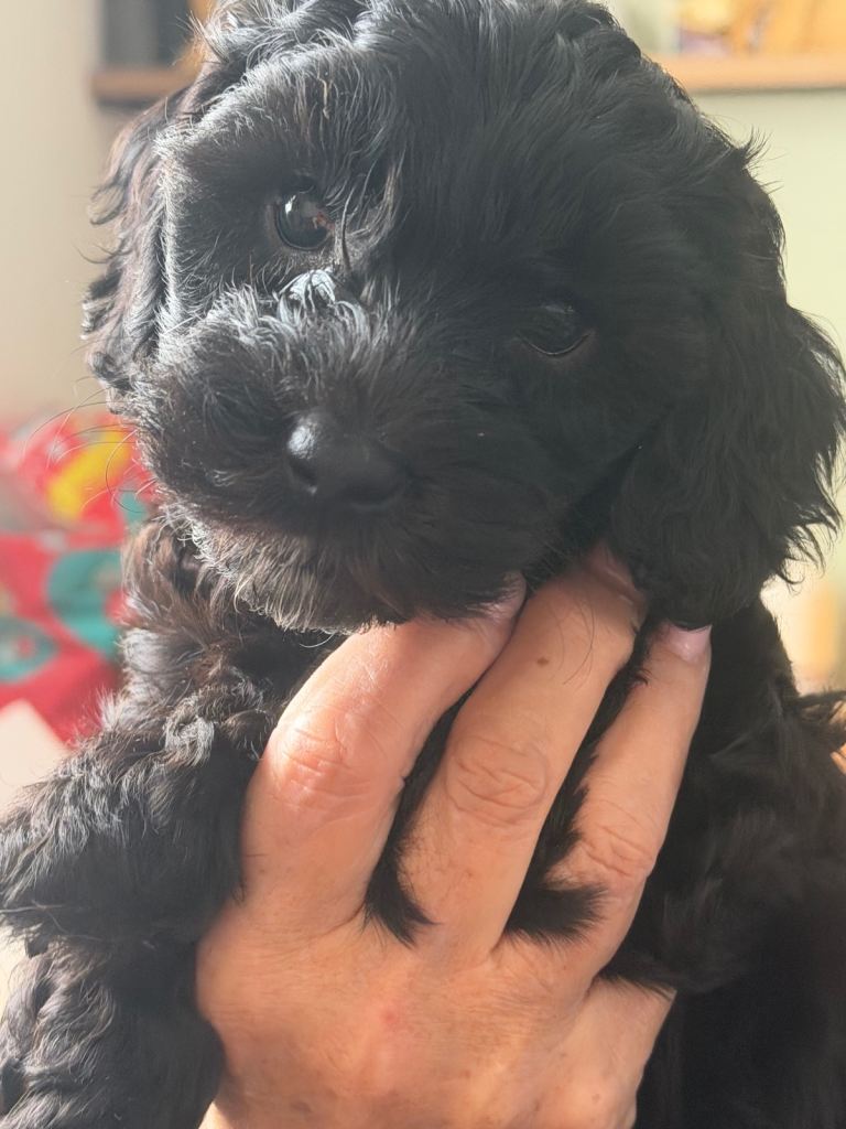 F1bb cockerpoo 