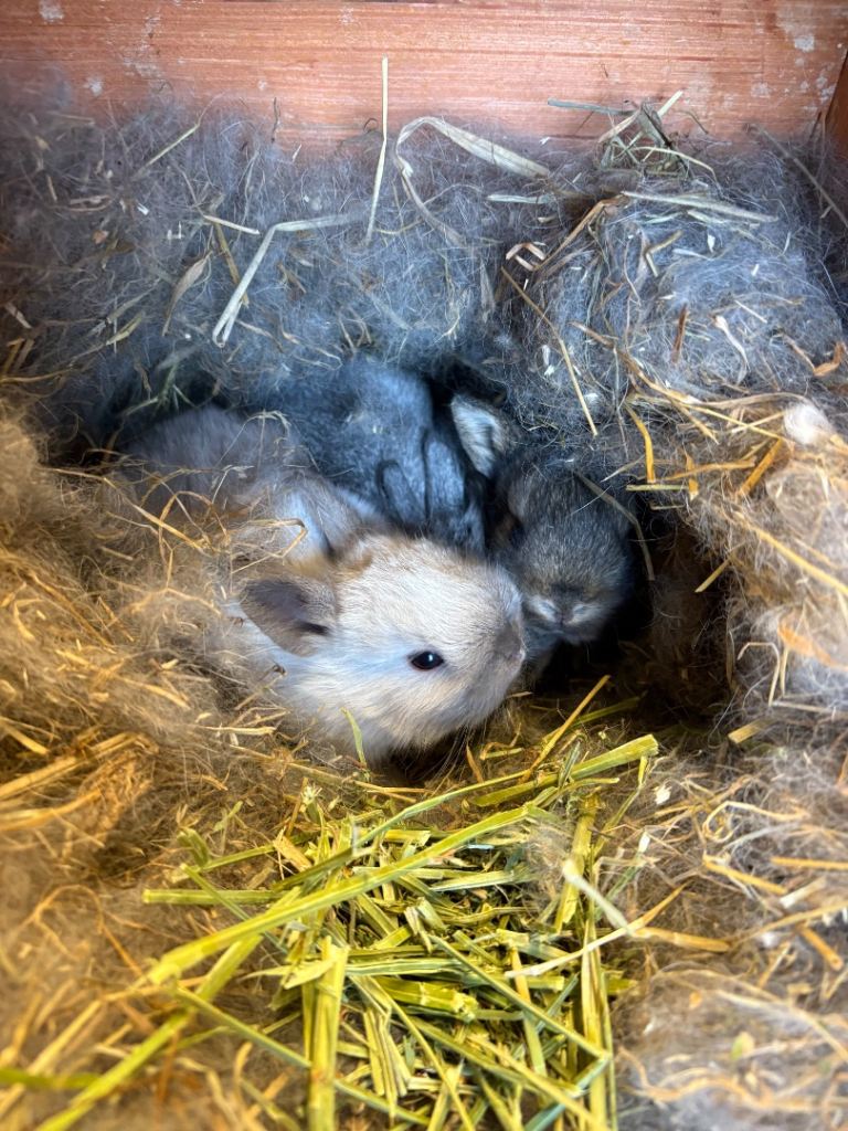 Lionhead rabbits/bunnys - reservation only 