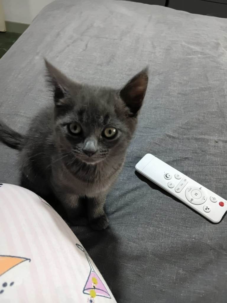 Female grey kitten