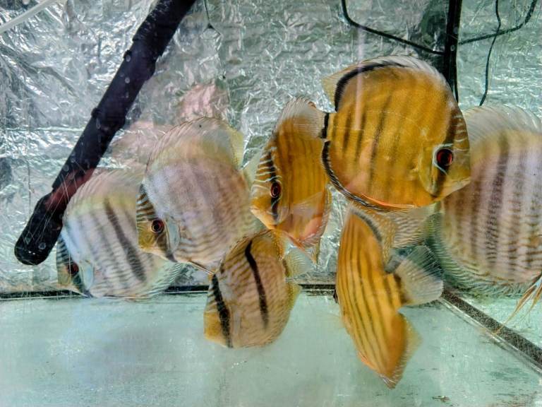 Tropical Fish Malawi Cichlids Discus 