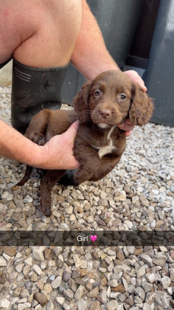 Adorable cocker spaniel puppies 
