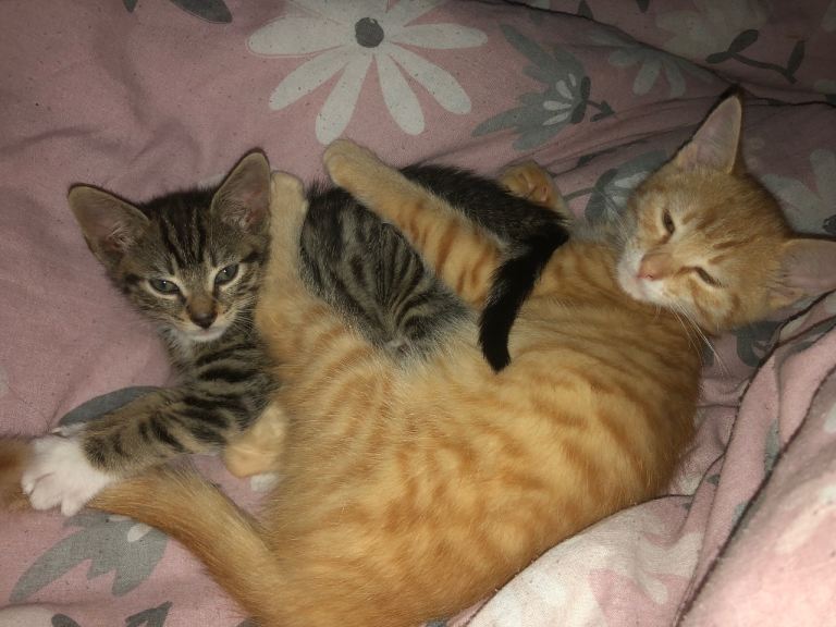 2 kittens 