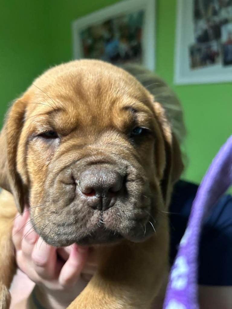 Mastiff puppies dogue de Bordeaux/ boerboel mix