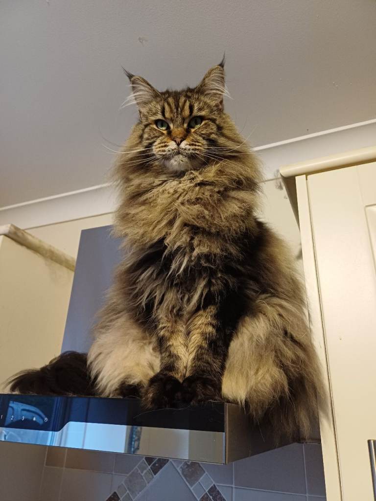 Maine Coon male