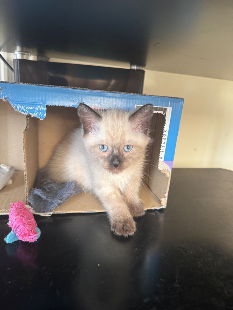 Stunning Siamese cross 