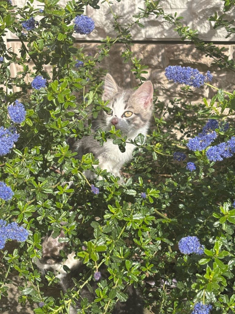 Beautiful kittens 