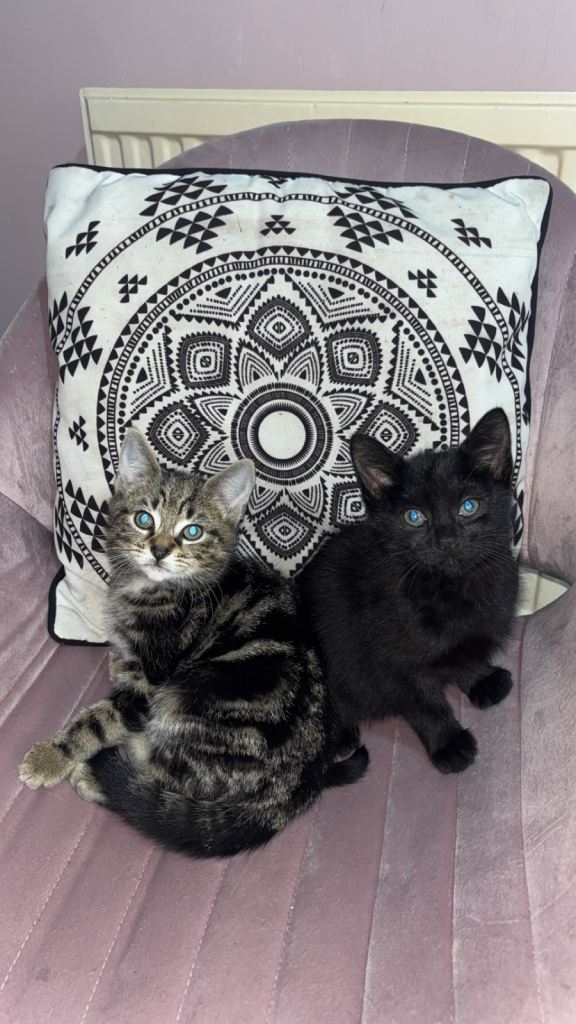 2 boy kittens for sale 