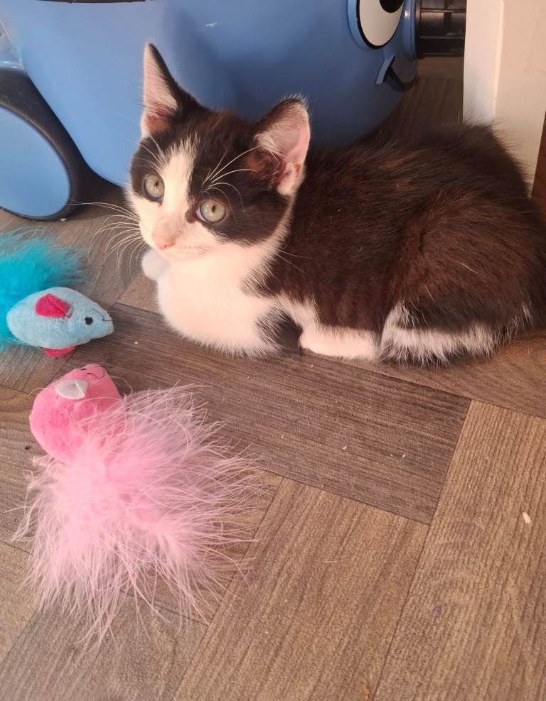 Adorable Kittens - Looking for Their Forever Homes!