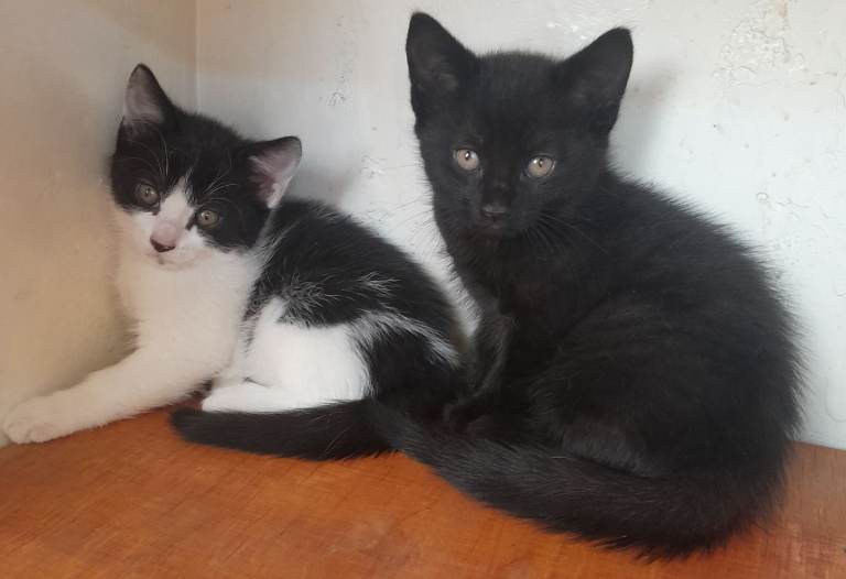 Kittens 