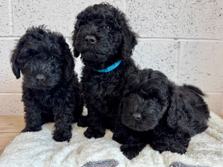 Mini labradoodle puppies 