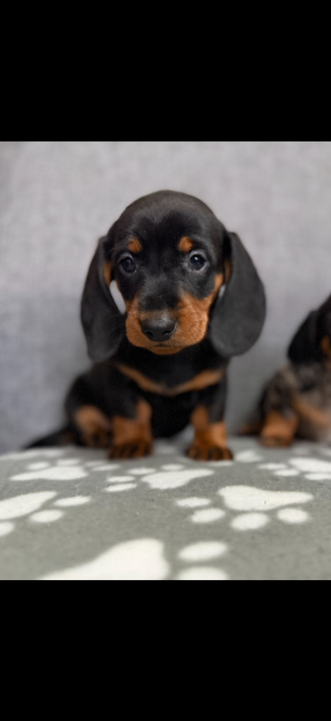 Miniature Dachshund puppies 