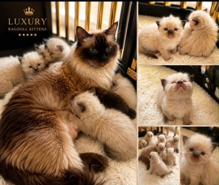 •Beautiful Luxury Ragdoll Kittens•