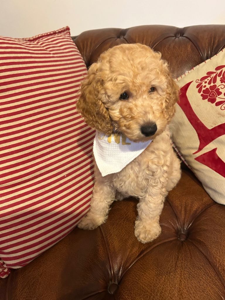 KC reg miniature poodle puppies