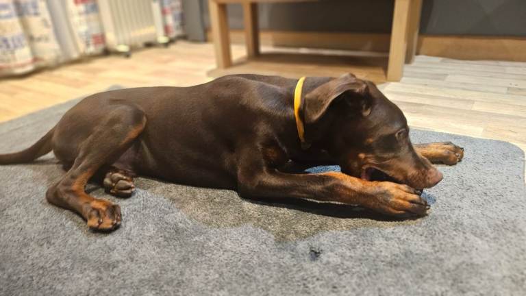 Doberman puppy 6 month's old 