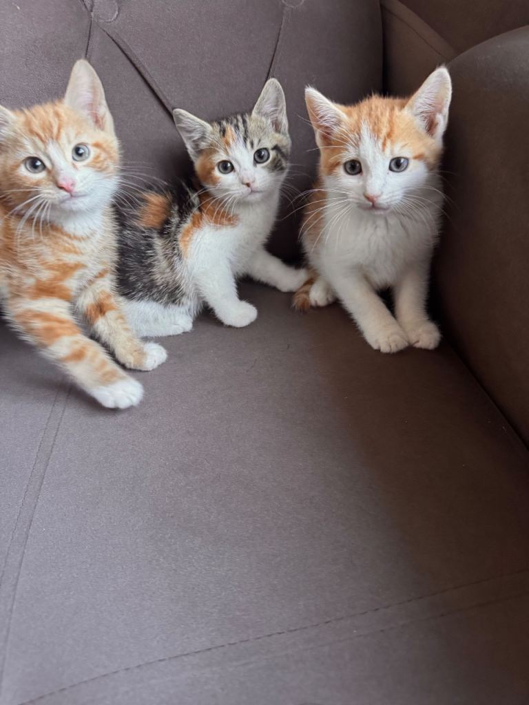 Lovely tabby and calico kittens