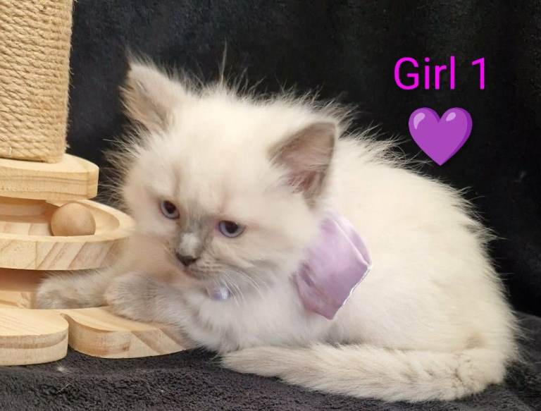 😻 Ragdoll kittens 😻