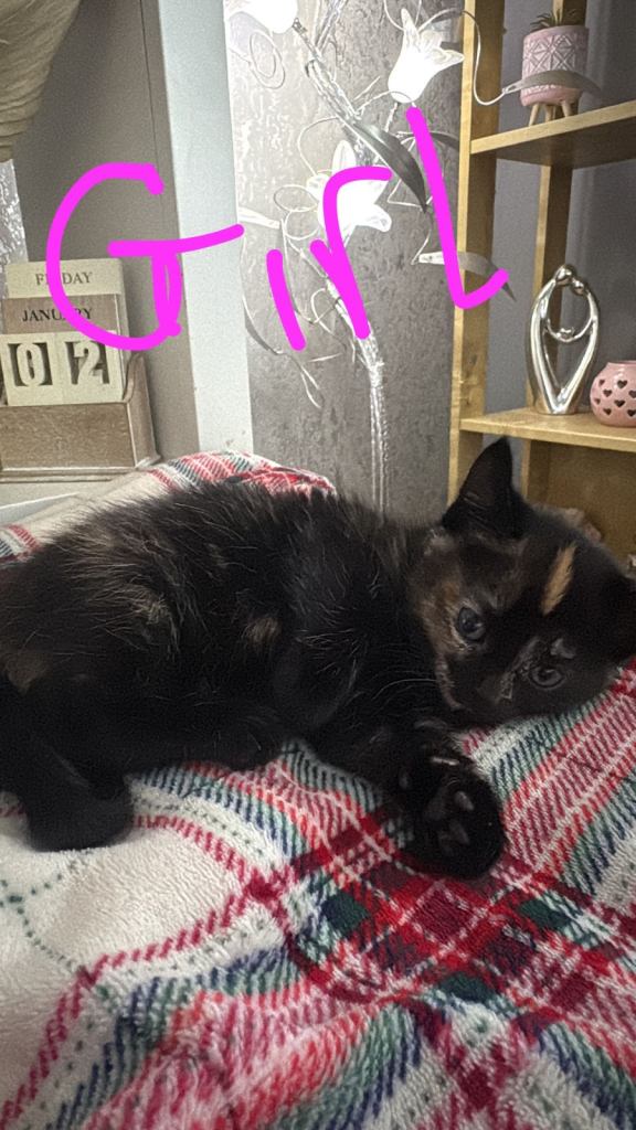 Cutest half ragdoll kittens 