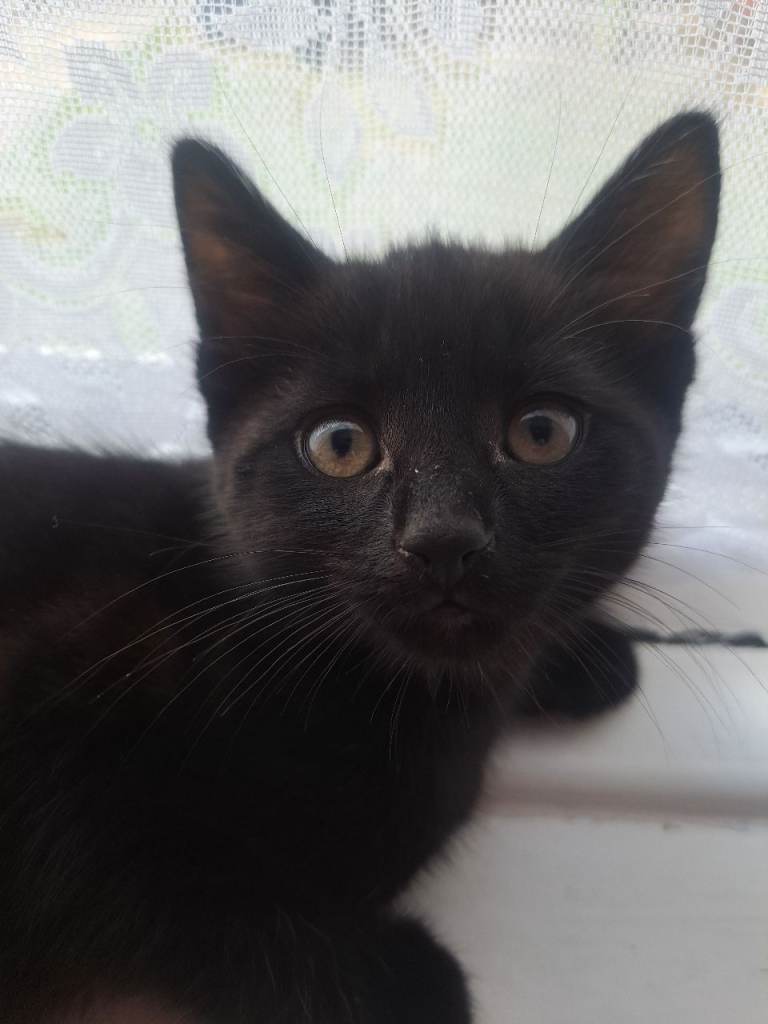 Kitten male