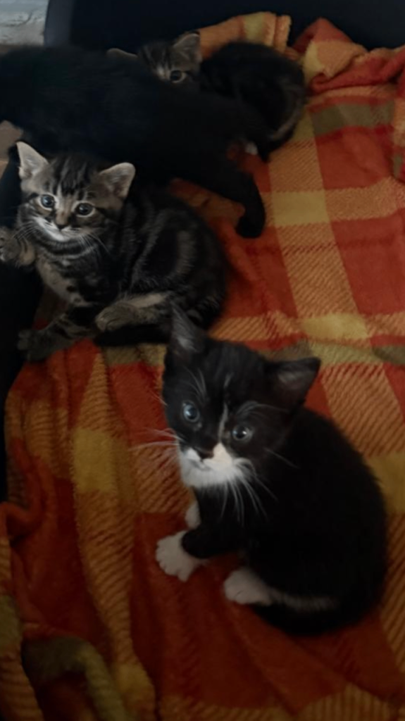 Kittens looking for loving homes