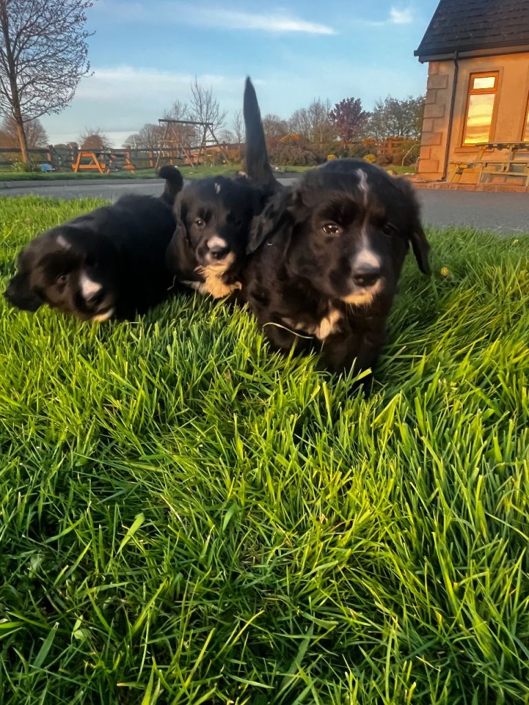Golden Mountain pups