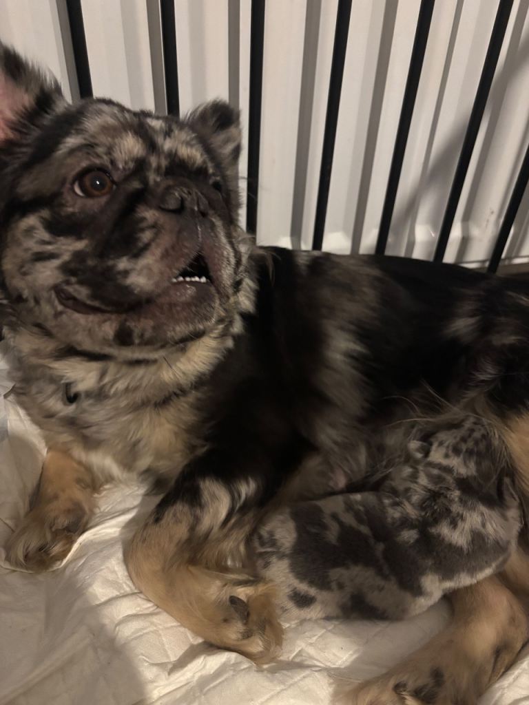 Possibly fluffy frenchies