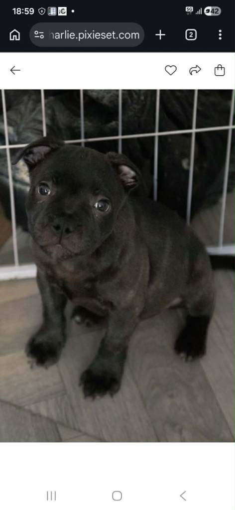 KC Registered Male Staffordshire Bull Terrior Puppy £1650