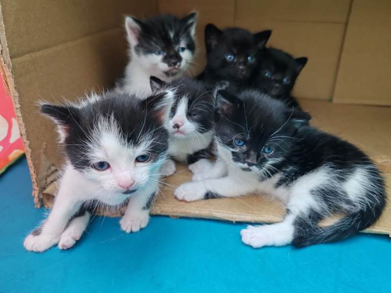 Kittens