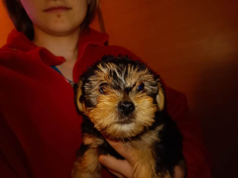 Yorkiepoo puppy 1x male puppy vaccinated and with chip 