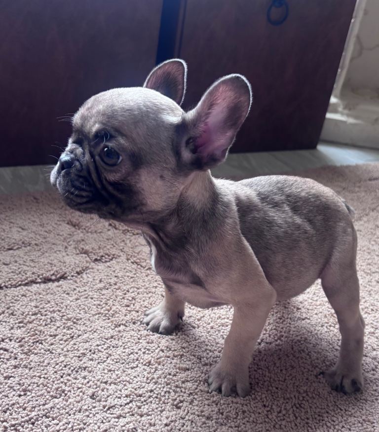 French bulldog puppies 
