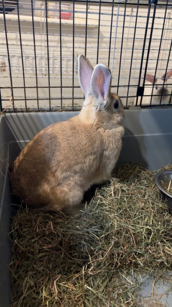 Doe Rabbits