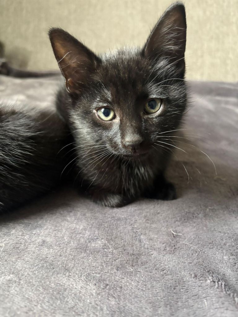 Kittens 