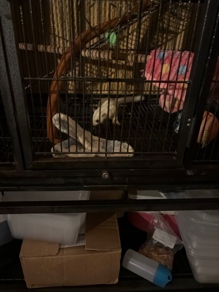 3 sugar gliders 2 male 1 female 