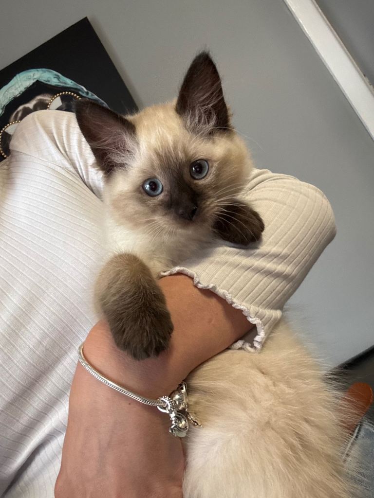 Ragdoll Kitten