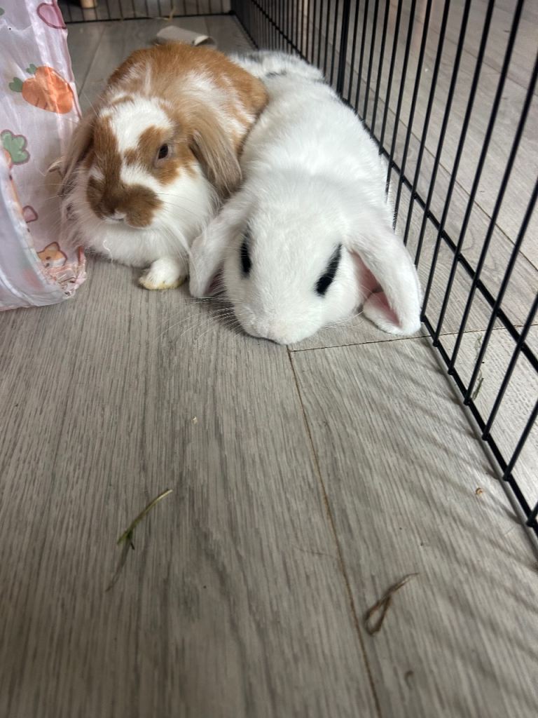 2 rabbits with large hutch and accessories 