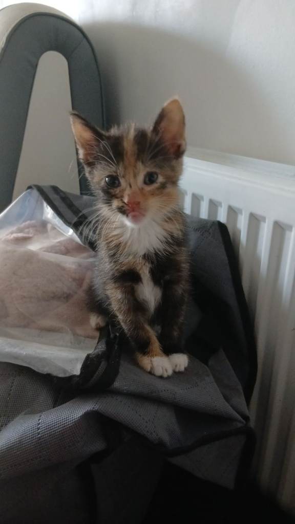 8 week old kittens
