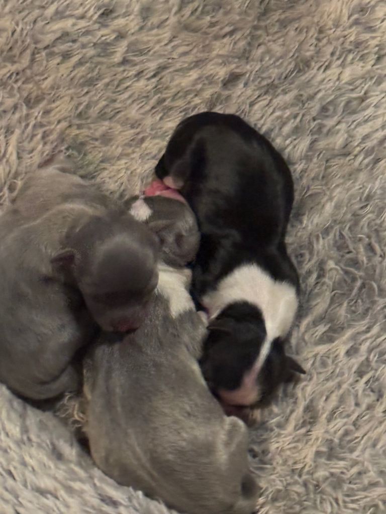 Chihuahua Puppy
