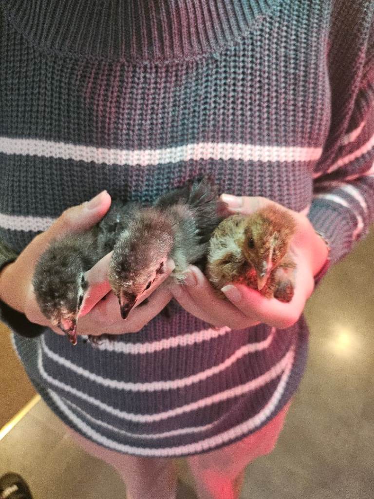 pekin bantams x 3  