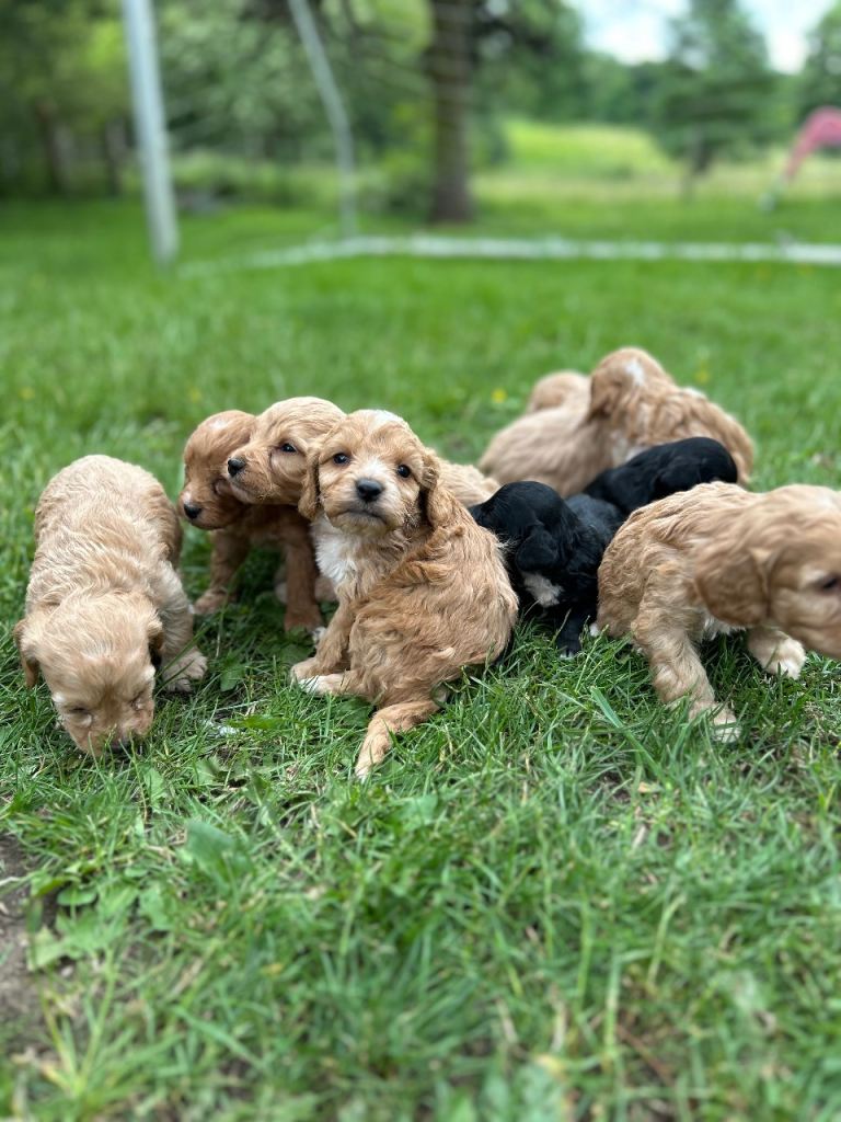 Gorgeous cockerpoo puppies